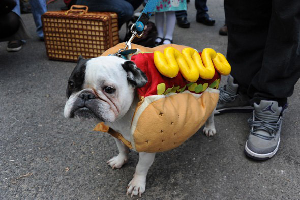 a dog dressed as a hot dog